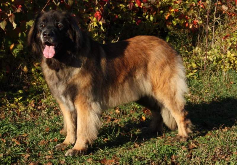 leonberger