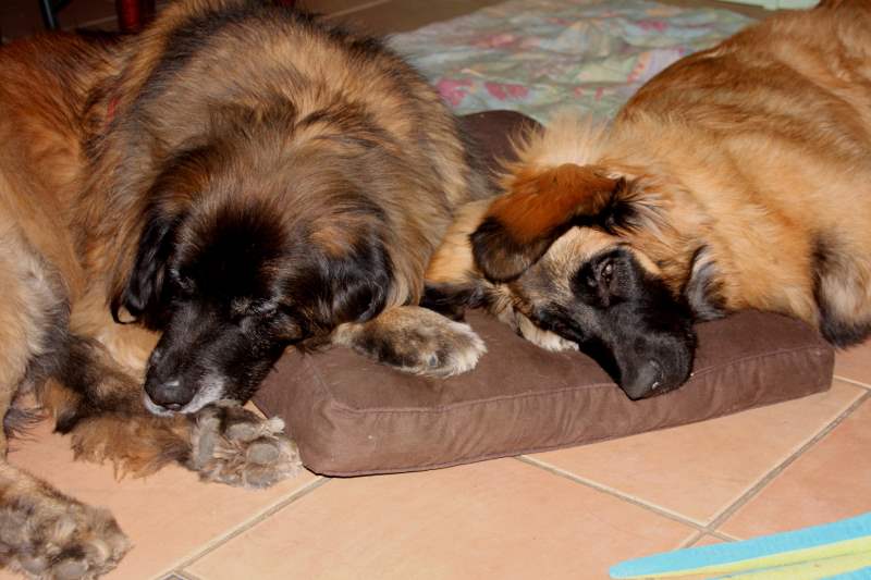 leonberger