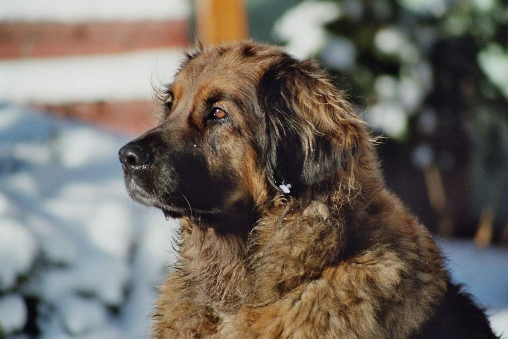 leonberger