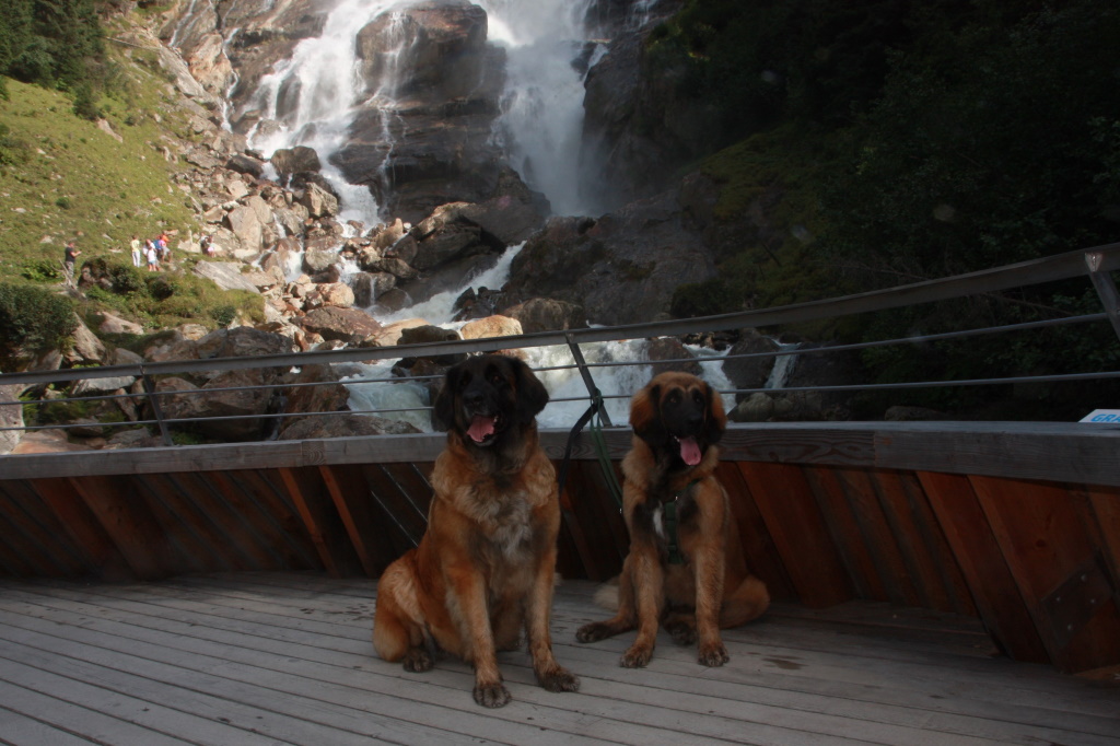 Ilvy mit Caprina in Tirol, August 2019