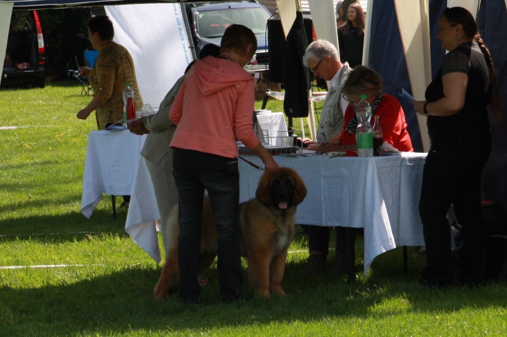 meine erste Ausstellung in Anthering...