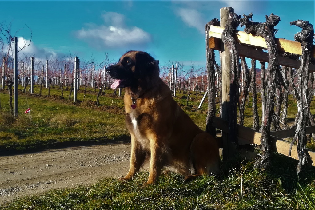 Spaziergang in den Weingärten