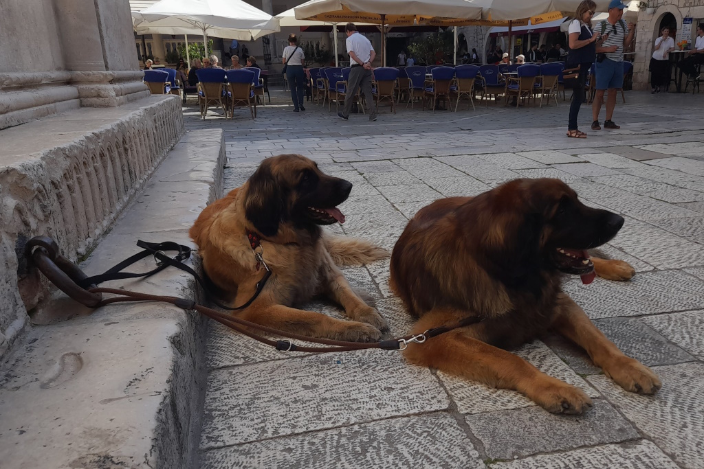 Zwei Kettenhunde in Zadar