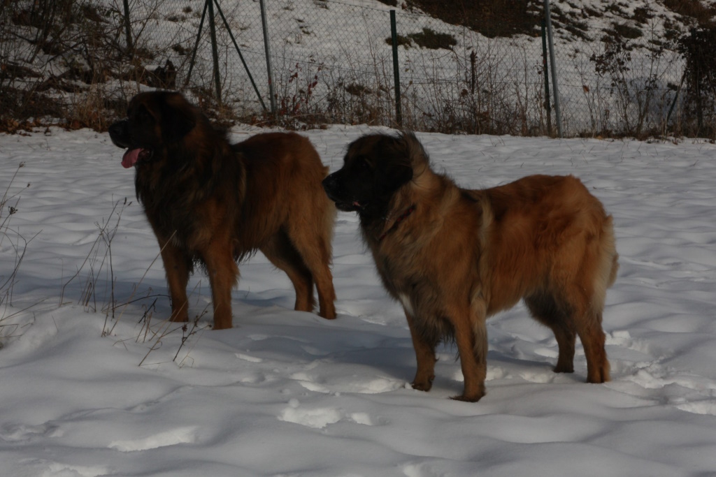 Caprina spielt mit Zeus gerne im Schnee