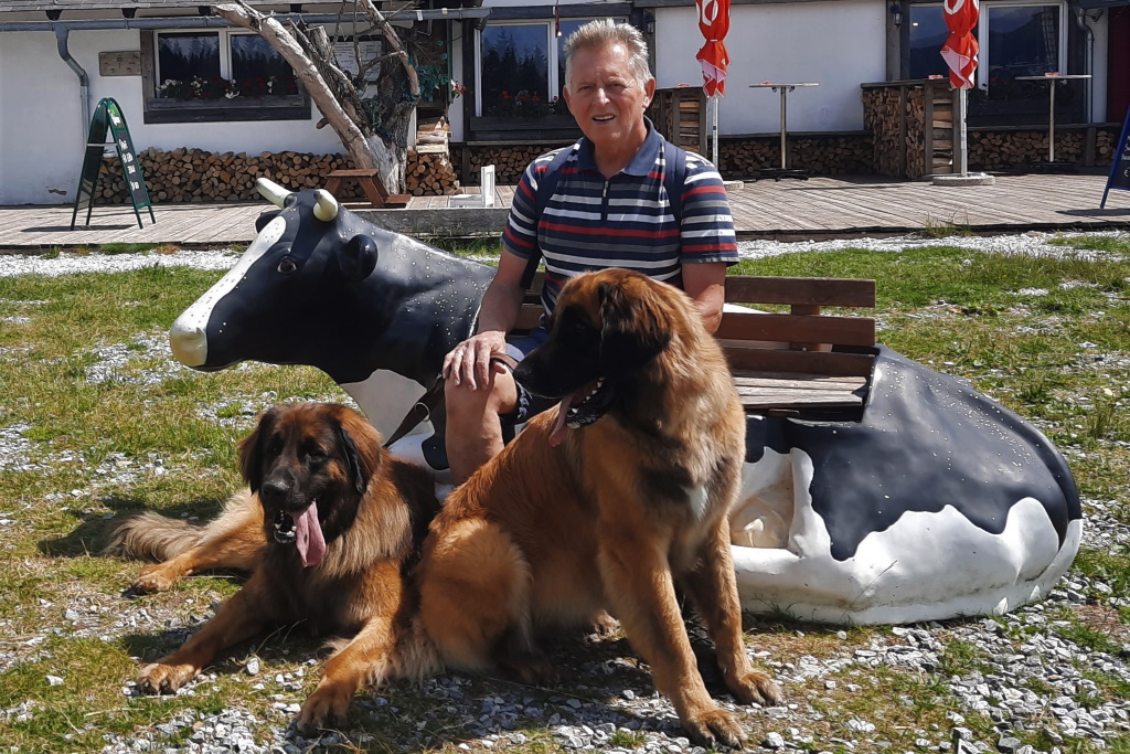 Mittagspause mit Kuh am Gaberl/Steiermark