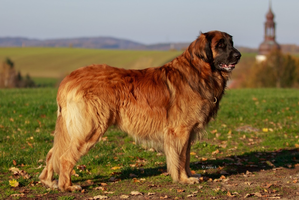 Octavius beim täglichen Spaziergang