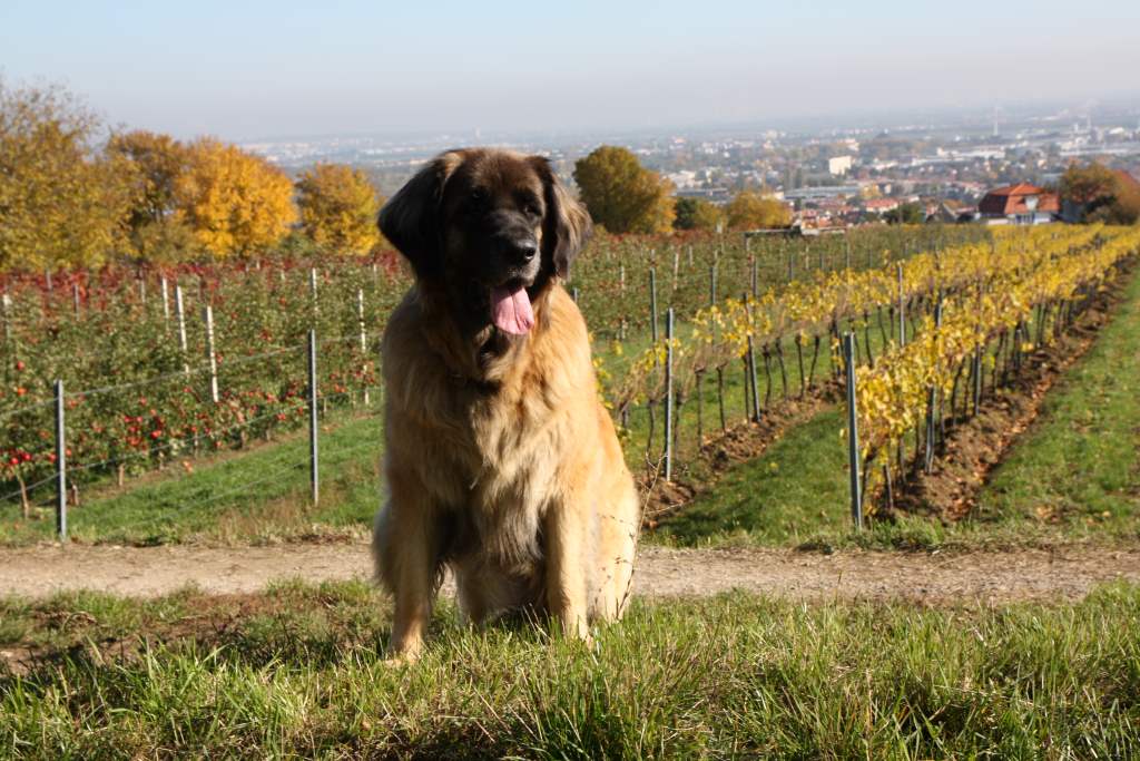 Herrchens liebster Wanderweg