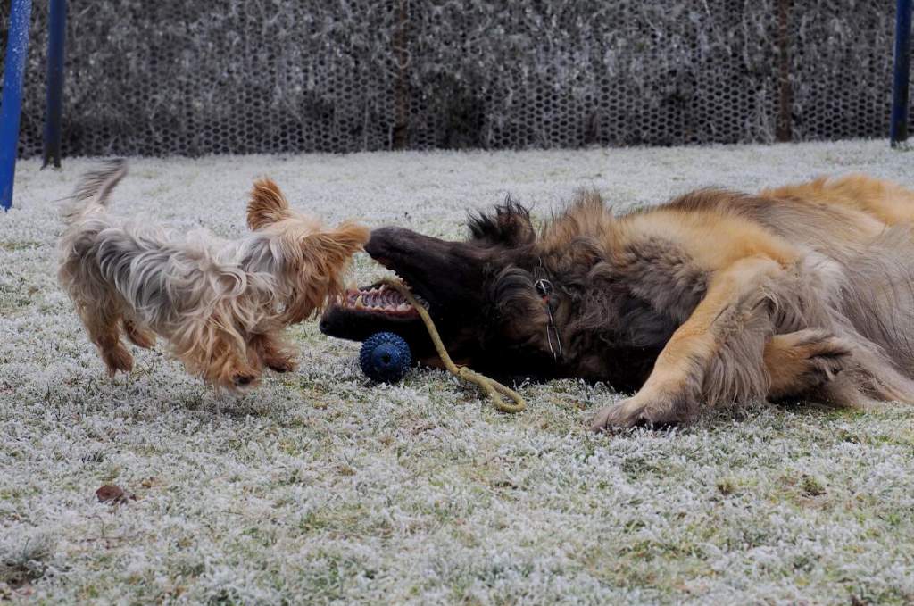 Aeneas beim Spiel mit Freundin Lilly