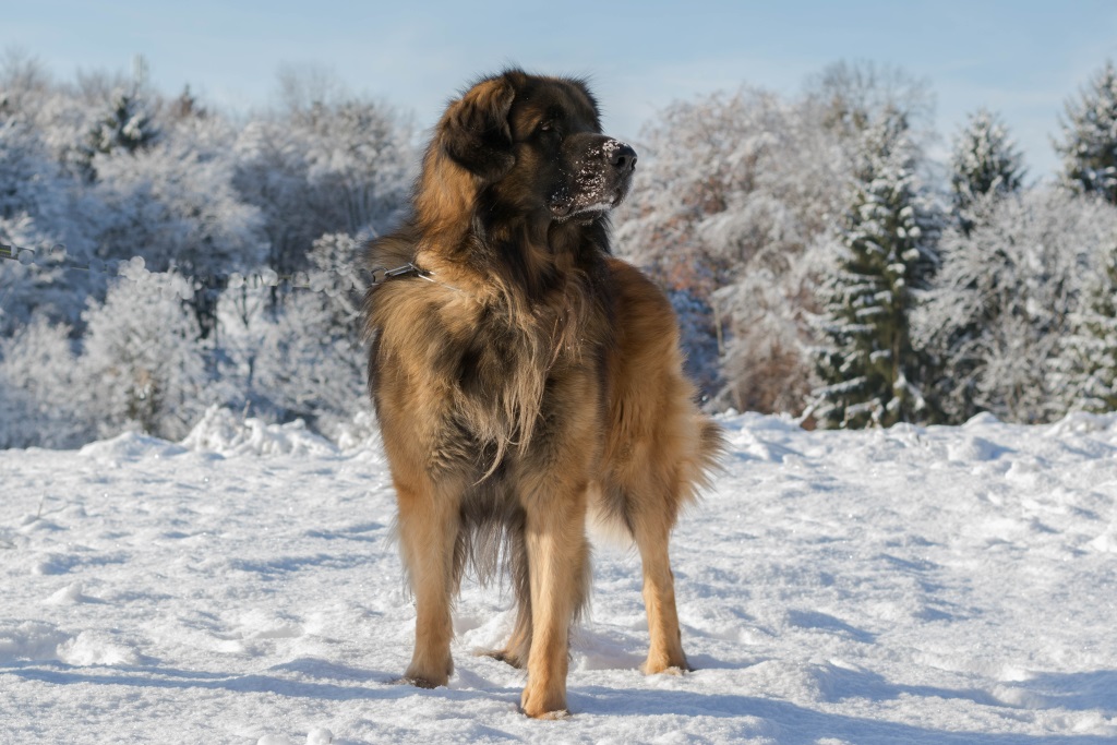 Carlo, 4,5 Jahre, genießt den Schnee