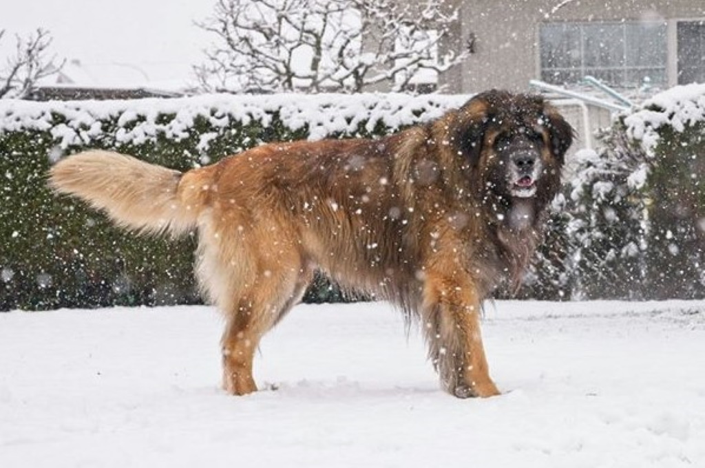 Aeneas liebt das Schneetreiben und ...