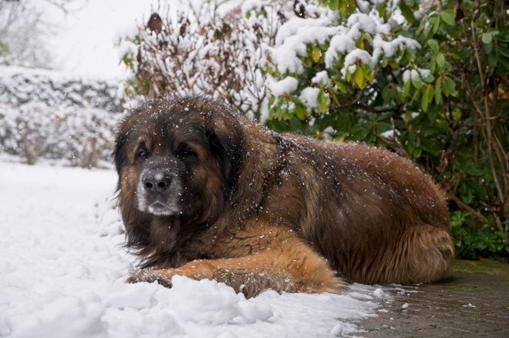 ... im Schnee kann man gut entspannen