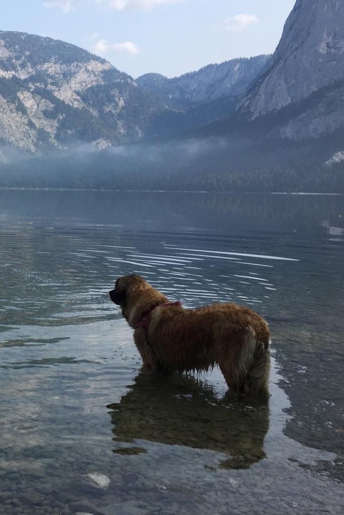 Abby mit 7,5 Jahren im Gebirgssee und...