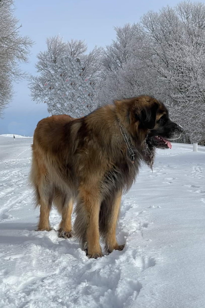 Aeneas genießt den Winter