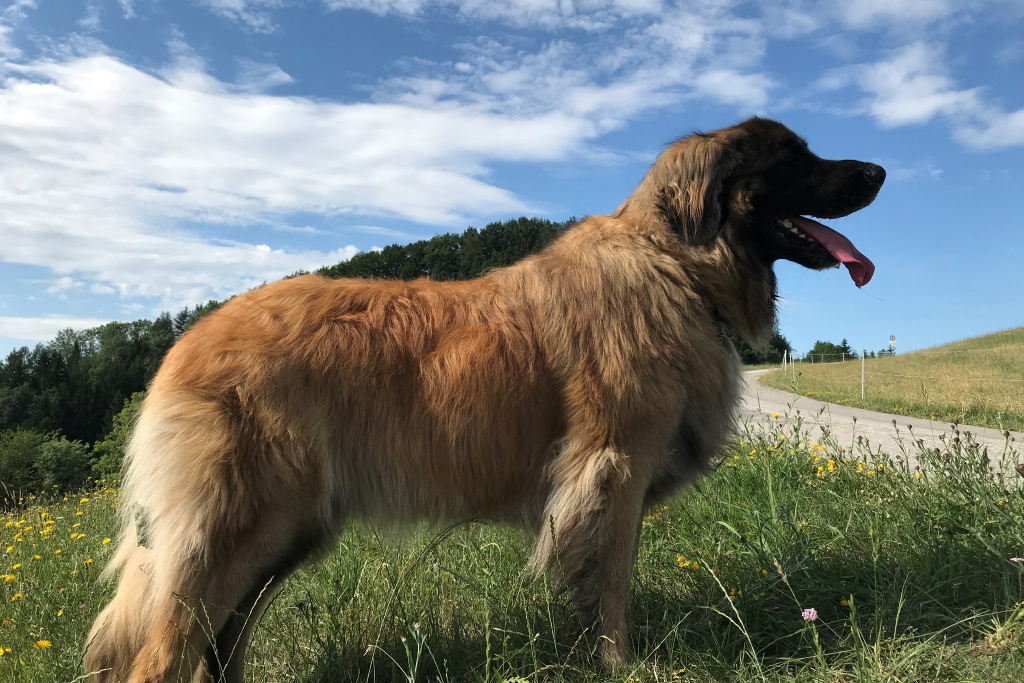 Lana ist beim Wandern immer mit 