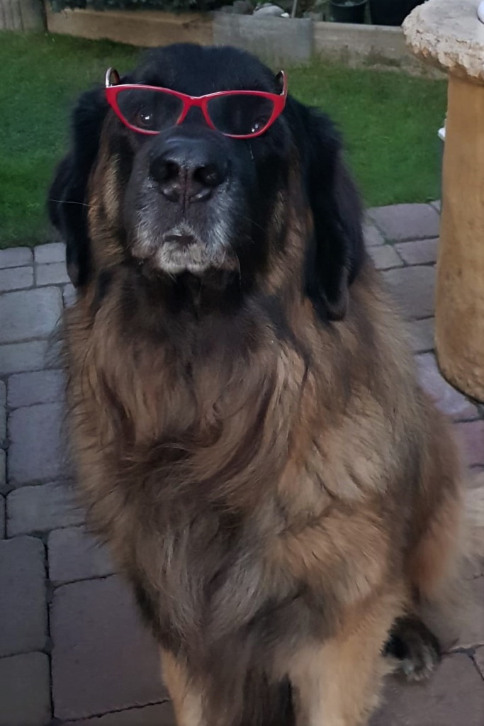 Coole Brille, lieber Baakir