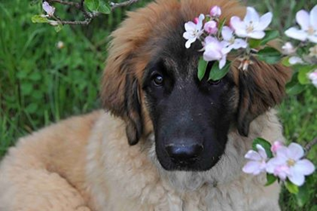 ... als Blumenmädchen