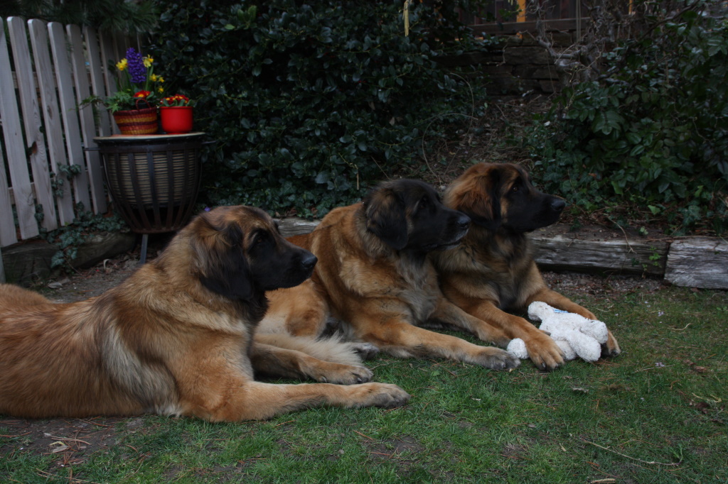 Ilvy mit Caprina und Zeus