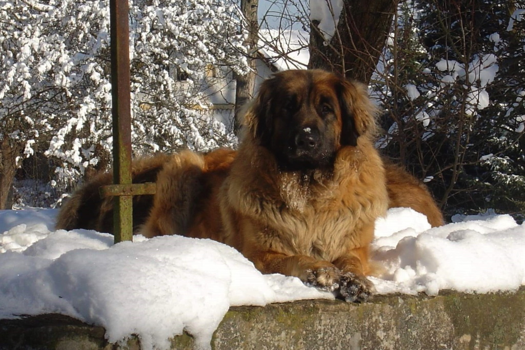 ... sie genießt die Sonne und den Schnee