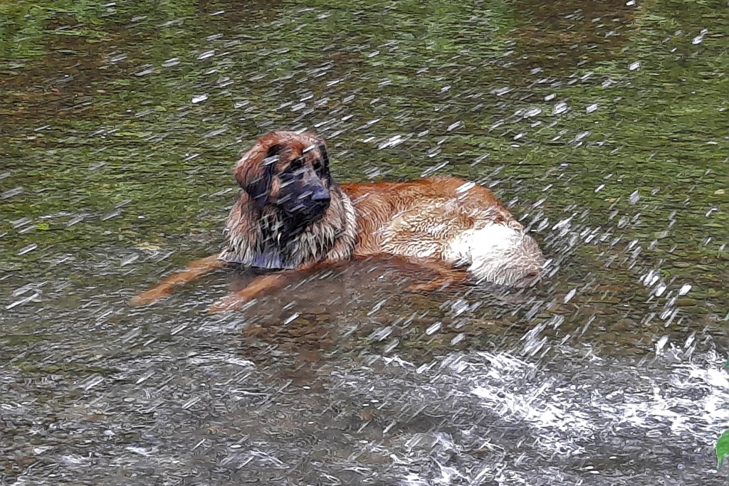 eine richtige Wasserratte