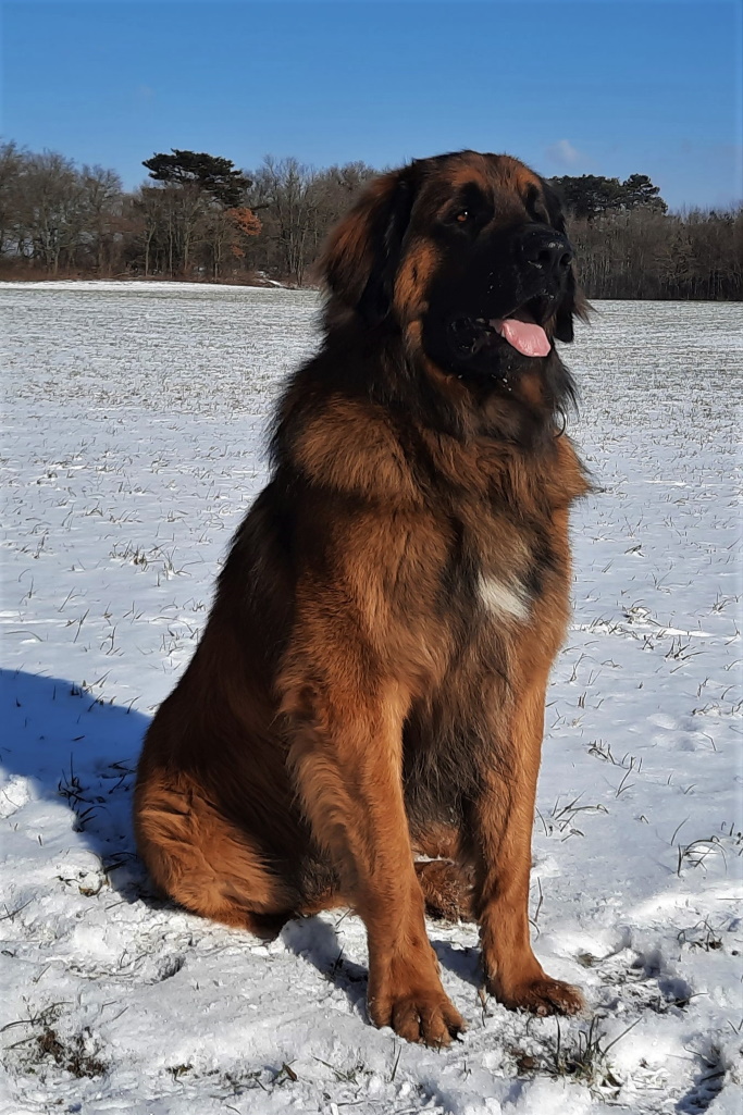 Zeus genießt das Wetter